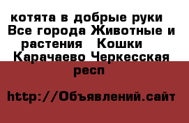 котята в добрые руки - Все города Животные и растения » Кошки   . Карачаево-Черкесская респ.